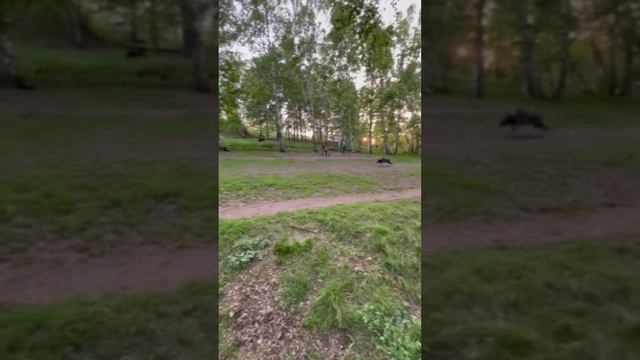 ПРОФЕССИОНАЛЬНАЯ ПОДГОТОВКА СОБАК СЛУЖЕБНЫХ ПОРОД В ИРКУТСКЕ.