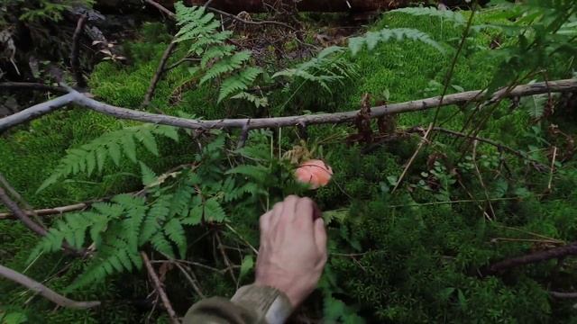 Очередной поход за брусникой и грибами смотреть онлайн