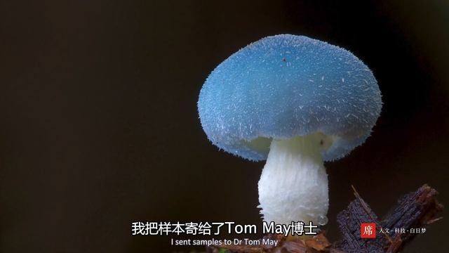 【一席YiXi】Stephen Axford: How Fungi Changed My View of the World