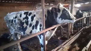 обзор бычков на привязи