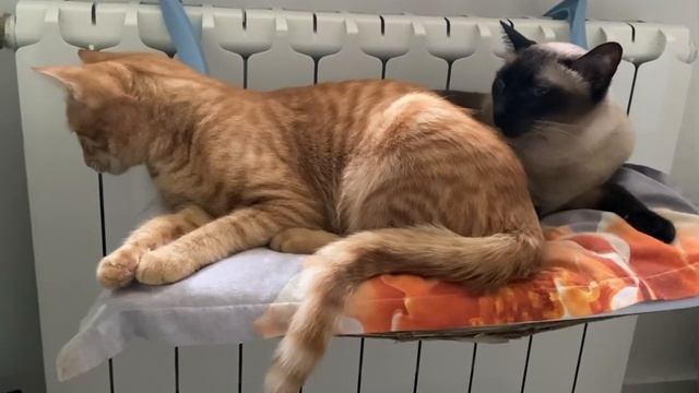 Борьба за место на лежанке 🐈🐈⬛ #кот #рыжийкот #cat #сил #redcat #котенок #силантий #кошачьяжизнь