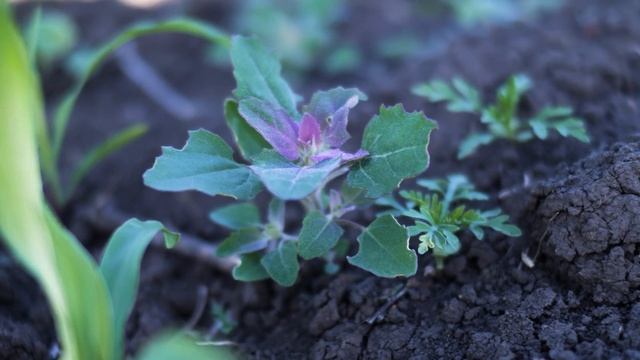 БайАрена 2020 Краснодарский край смотреть онлайн