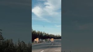 Путешествие Оленёк Лекечен 🩷🩵💙 1800км🚙