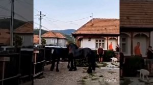 цыганские лошади ⚜️ песня коник мой коник ⚜️