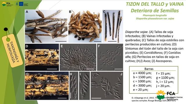 Enfermedades de la Soja: Complejo Diaporthe-Phomopsis смотреть онлайн