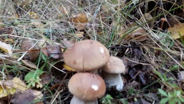 три белых. смотреть онлайн