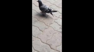 Голубь кушает мороженное