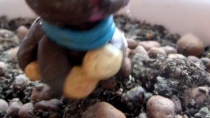 Lps сериал :"Лучшая подруга" серия 2