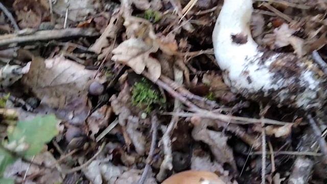 Рай в лесу. смотреть онлайн