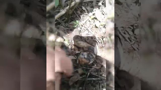 Тихоя охота в поисках майских грибов смотреть онлайн