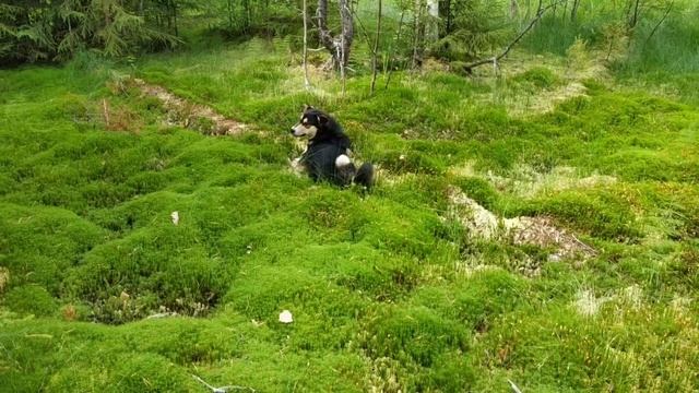 Поспела черника. В лес за ягодами.Шарик позирует на  камеру.