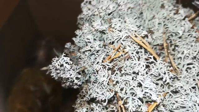 ПОСЫЛОЧКА СО МХОМ ОТ ЛЮБЫ)) смотреть онлайн