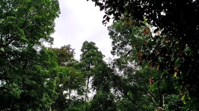 SUARA ASLI BURUNG ENGGANG/RANGKONG BADAK || Hutan || Burung смотреть онлайн