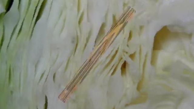 Candida Albicans Treatment смотреть онлайн