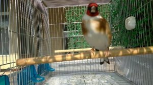 Шегол 5 лет 13.01.2022