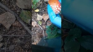 Правильный сбор мухомора сезон 2023