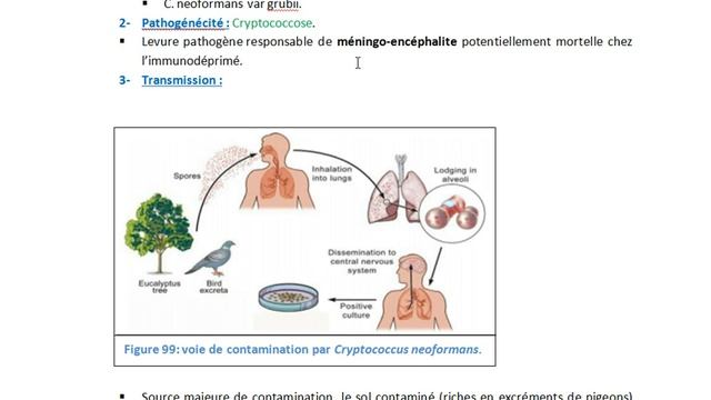 Cryptococcus neoformans смотреть онлайн