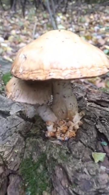 ❗Чешуйчатка тополиная❗ #shorts #short #video #nature #fun #funny #funnymoments #грибы #сборгрибов смотреть онлайн