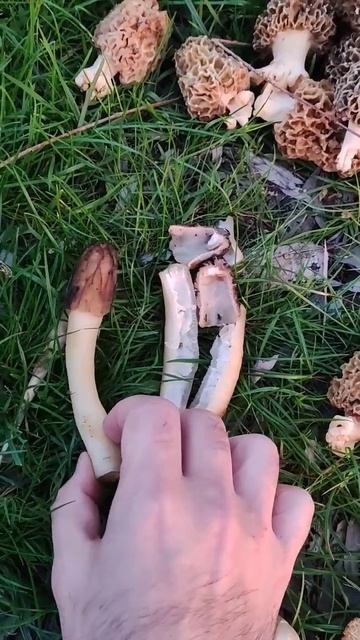 3 вида сморчков. Сморчок настоящий и сморчковая шапочка #сморчки #грибы2023
