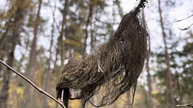 В лесу. Сезон ЛИСИЧЕК закончился. смотреть онлайн