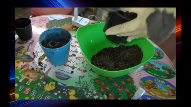 Секреты выращивания фиалок. Всё самое важное!!! смотреть онлайн