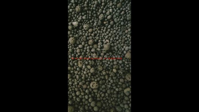 Arbuscular mycorrhizae (AM) spores expanded clay particles inoculum Bacillus Trichoderma species смотреть онлайн