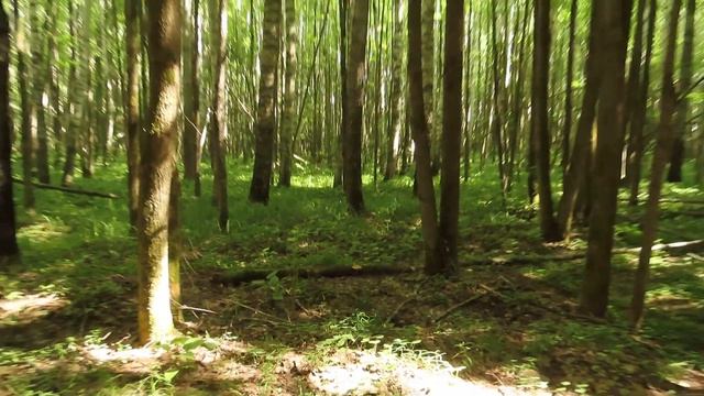 Начало июля. В лес по грибы. смотреть онлайн