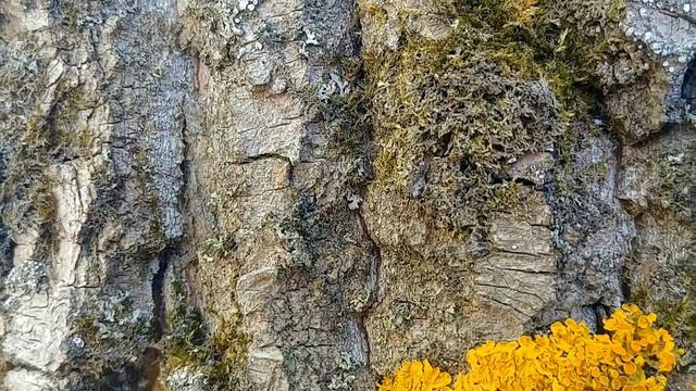 Муравьи на деревеAnts on the tree