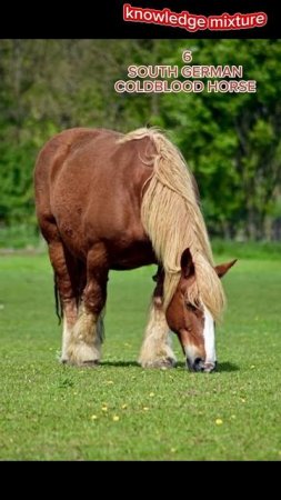 10 STRONGEST HORSE BREEDS IN THE WORLD #BELGIAN #horse #INDIA #PAKISTAN #NORWAY #BEAUTIFUL #viral