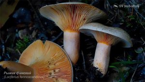 Рыжик финский (Lactarius fennoscandicus)