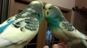 Волнистый попугай Ричи