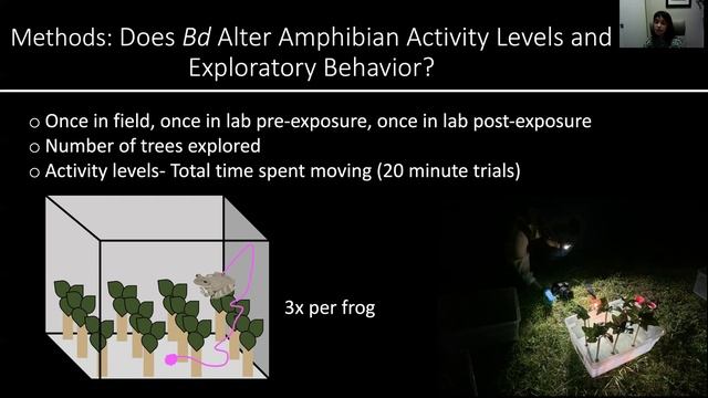 Impacts of Batrachochytrium dendrobatidis infection on amphibian stress... Shablin Samantha