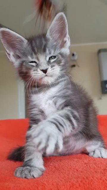 Котёнок мейн-кун из питомника Страна Гулливеров