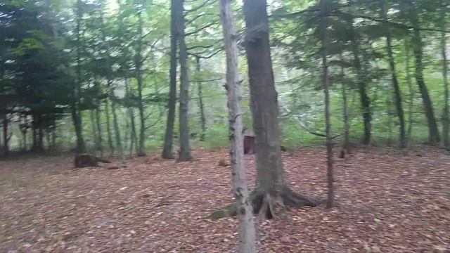 Трускавец. Красота осеннего леса смотреть онлайн