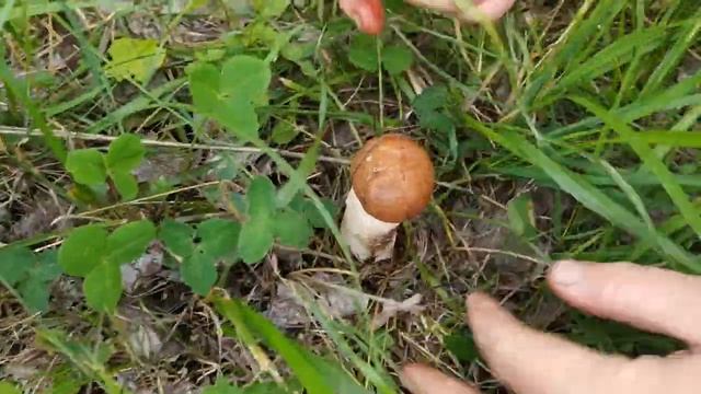 И снова по грибы... смотреть онлайн