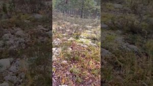 Боровики Карелии 8.09.2023 часть 1