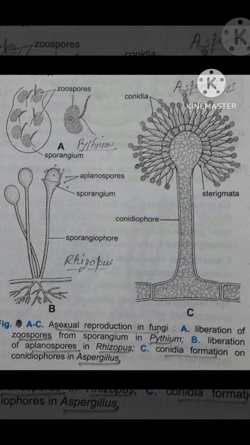 📖 📕 ASEXUAL REPRODUCTION IN FUNGI 📖 📕 Make Biology Easy with Dr Farzana #biology #viral #neet смотреть онлайн