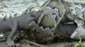 Анаконда против Крокодила