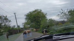 Рысь Даша - Переезд в свой дом