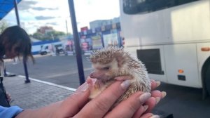 Карликовый африканский ёжик