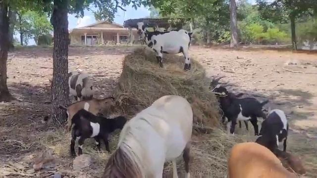 @Rancherlife goats