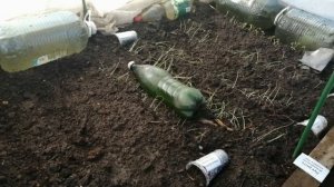 Первые посевы в теплице, рассада, триходерма 29.03.2020