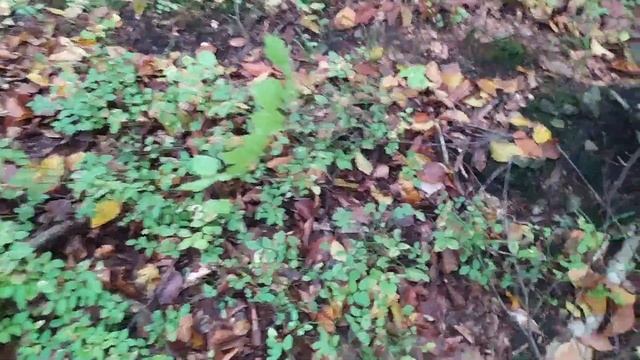 Білі Гриби в Карпатах. Гриби як Булочки. смотреть онлайн