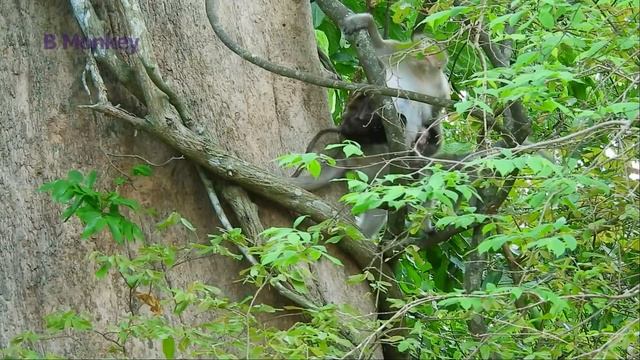 Monkey Tara Kidnapped Baby Monkey Goldie Again, Pitiful Time of Goldie (P2) - смотреть видео онлайн от «Animal Enthusiasts United» в хорошем качестве, опубликованное 3 февраля 2025 года в 14:34:21 00:09:58.