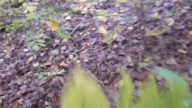 Особенности,, тихой охоты " в Германии. смотреть онлайн