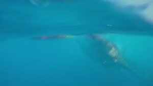 Swimming with whale sharks in Oslob 2017 GoPro