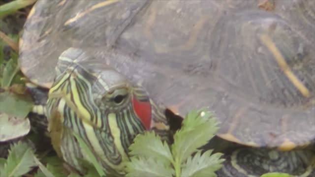 Красноухая черепаха.  #tatyana_rauze #животные  #стихи