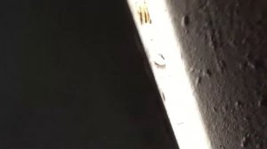 Нападение тигра