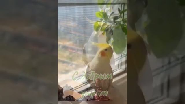 Песня попугая Кореллы
