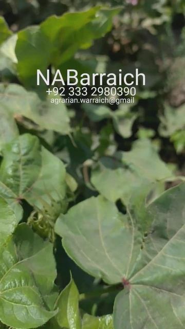 Pest Scouting #pestcontrol #pesticides in the Cotton field. #agriculture